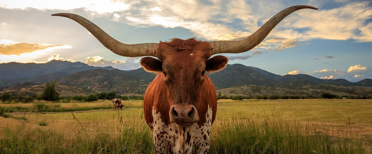 texas longhorn standing in a field